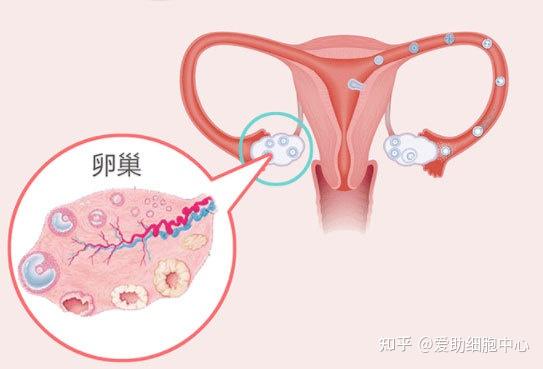月经周期的基本生理过程是怎样的